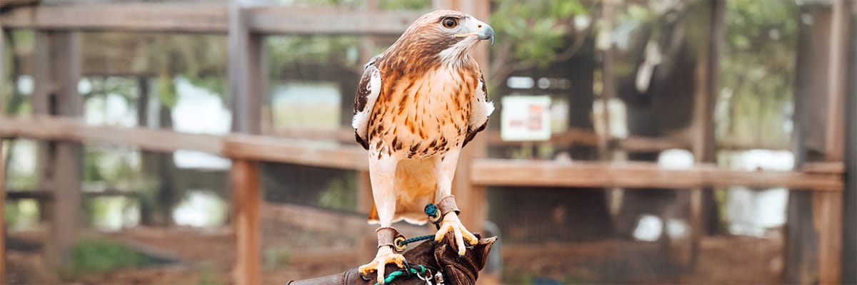A hawk perched on a handler's glove at a Gulf Coast beach resort, highlighting local wildlife experiences